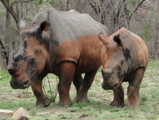 matobos national park - rhino walking safari