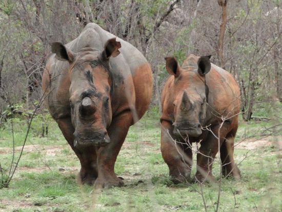 matobos national park - rhino walking safari