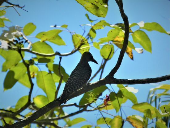 specht im garten