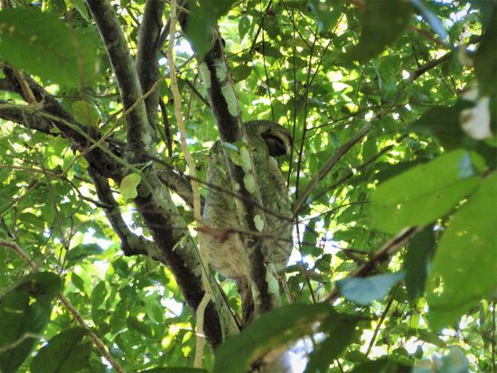 faultier im manuel antonio