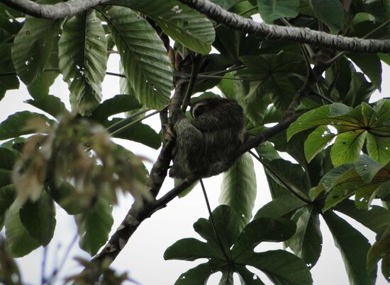 haus-faultier bei mike zu hause