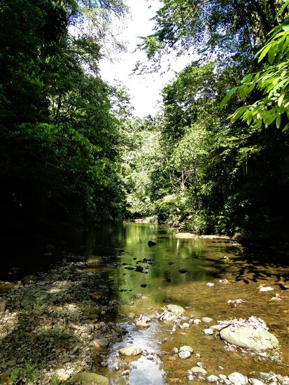 auf der suche nach dem tapir