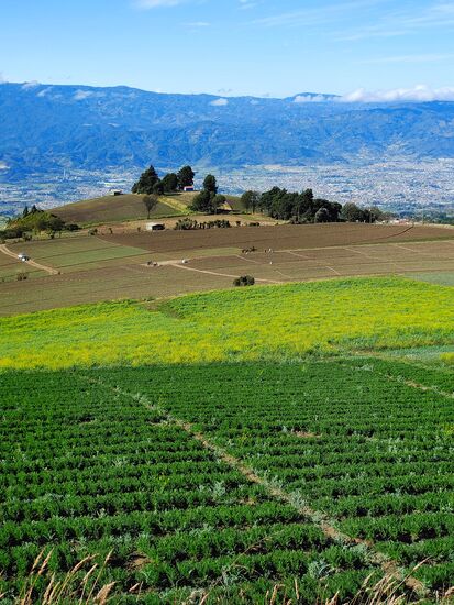 gemüseanbau am vulkan