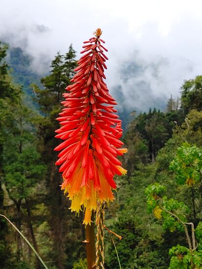 nebelwald im cocora valley