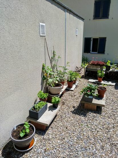 urban gardening