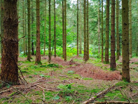 grabhügel aus der bronzezeit bei silkeborg