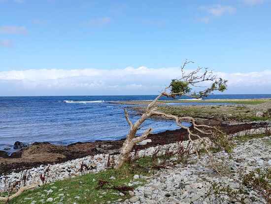 bjärekustens natur reservat