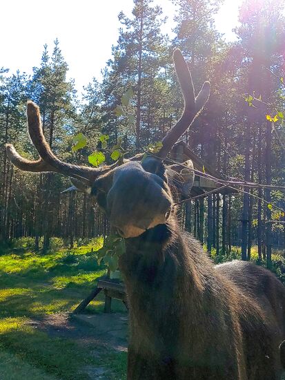 moose farm in ed