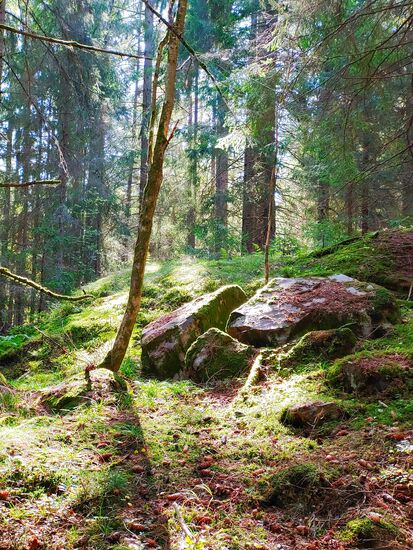 wandern im wald von duse udde