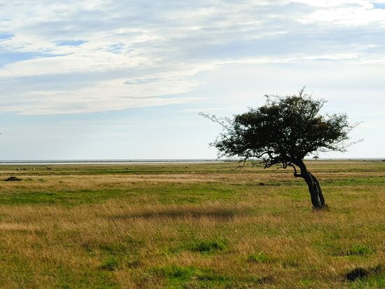 schwedische serengeti