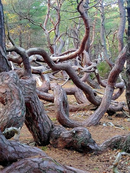 verknotete bäume im trollskogan natur reserve