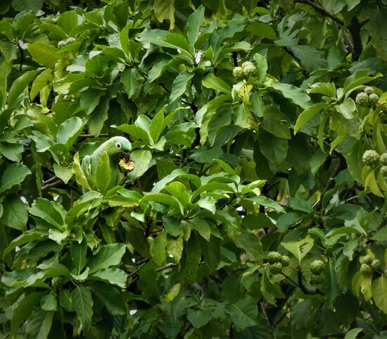 finde den papagei...