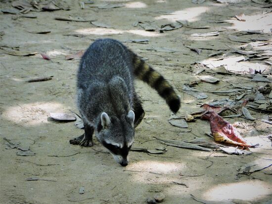 freche räuber im cahuita nationalpark