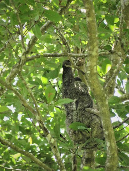 faultier am "hängen"