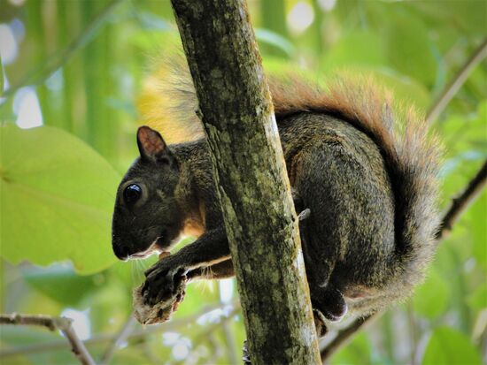 costa rica hörnchen am strand