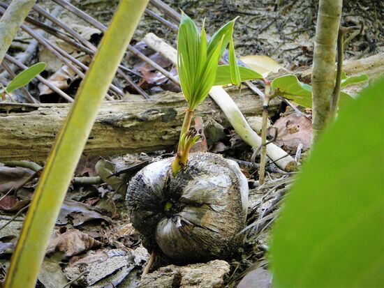 neue generation von kokosnüssen