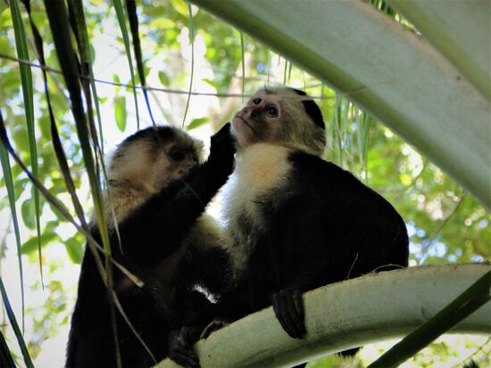 kapuziner affen