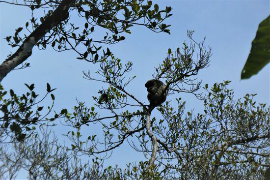 faultier am schlafen