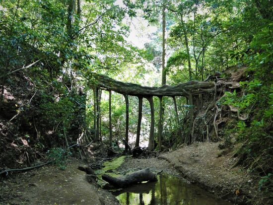 umgefallener baum, wo die äste neue wurzeln gebildet haben