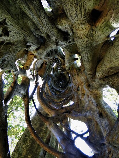 der ausgehöhlte baum in monteverde, welchen man hochklettern kann und darf