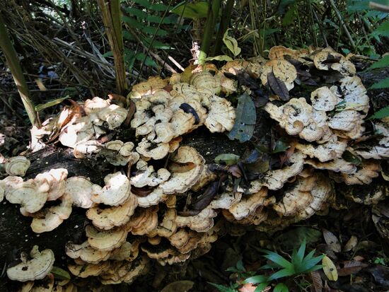märchenwald voller pilze