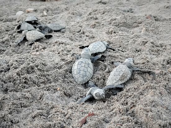 schlüpfende schildkröten