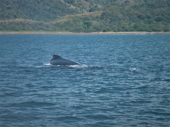 buckelwal vor der küste