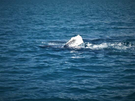 planschendes walbaby