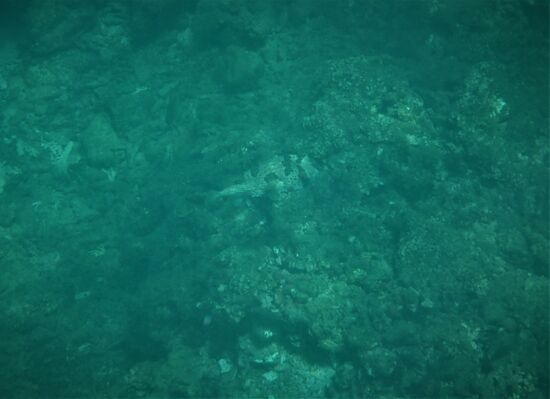 unterwasserwelt beim reef in samara