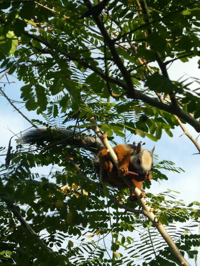 costa rica hörnchen in den palmen am strand