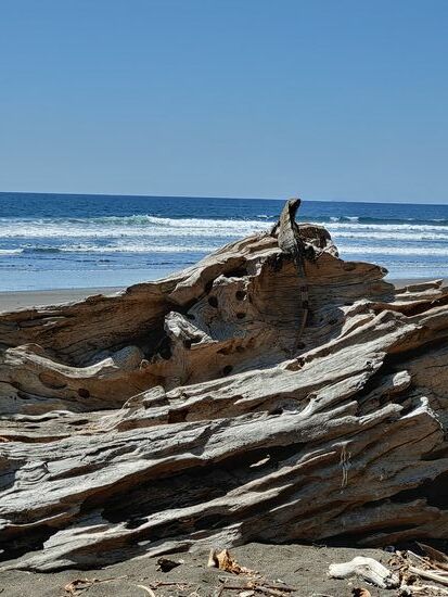 leguan - king of the beach