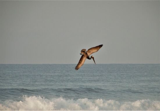 pelikan beim sturzflug