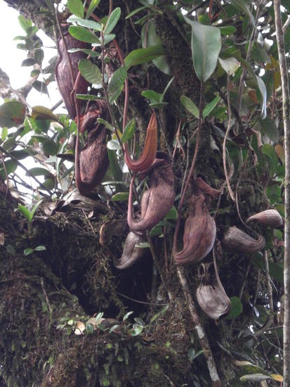 ..und so die fleischfressende (besser Insektenfressenden) Pflanze. Ziemlich Unspektakulaer im vergleich zu den Fotos die die einem vorher zeigen!