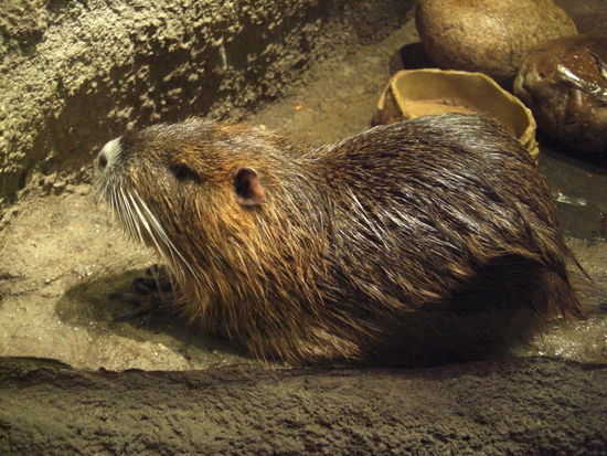 Wasserratte.....SUESS....!!!