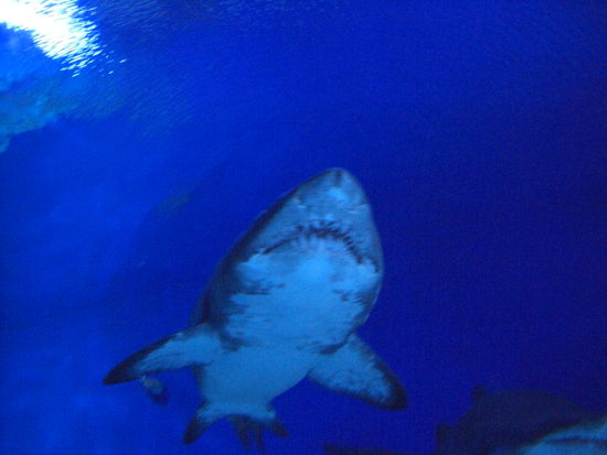 ....zum Glueck ist der mir im Meer noch nicht begegnet.... 