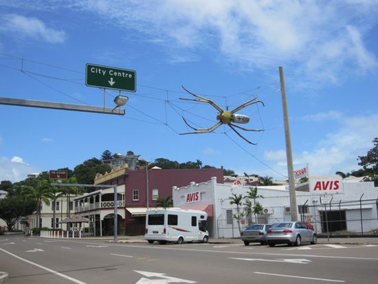 die größte Spinne, die wir bisher gesehen haben hat ihr Netz in Townsville gesponnen...