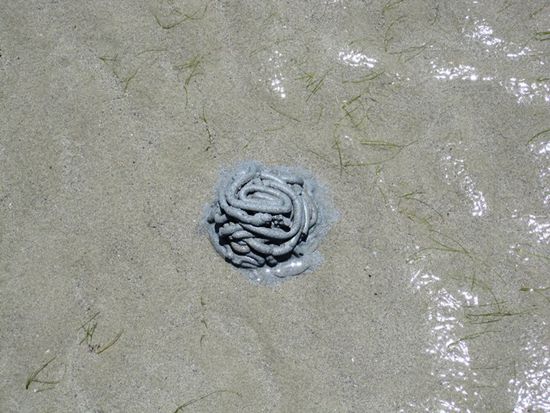 wie an der Nordsee