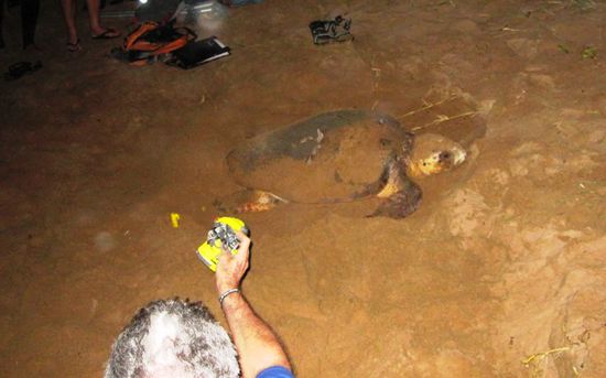 hier ist sie, unsere Loggerhead. ich weiß nicht ob die Größe in etwa rüberkommt. Der Mann im Vordergrund ist einer der Ranger. Kein neugieriger Fototourist