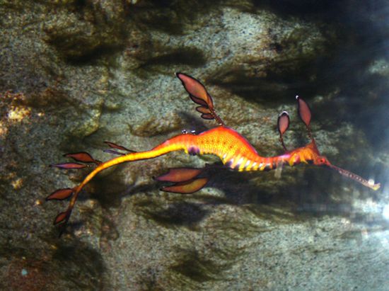 Das hier ist ein Sea Dragon