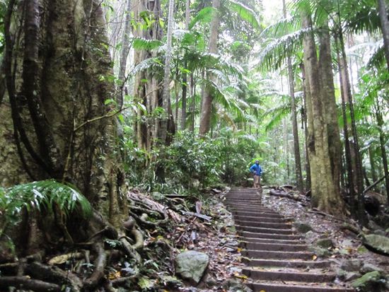 wieder im Regenwald - Anstieg Mt Warning