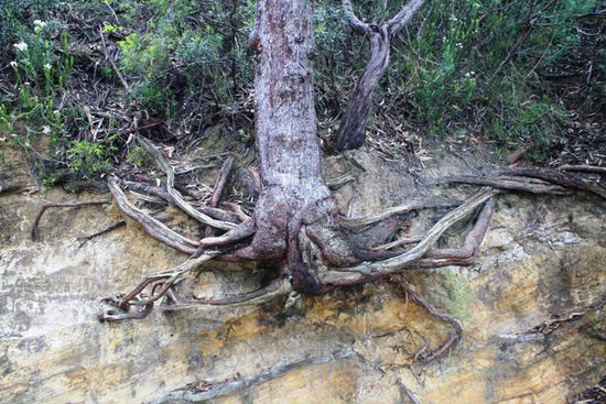 Dieser Baum klammert sich mit aller Kraft an den Felsen