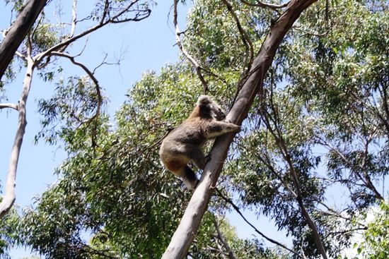 Koala in Aktion - Baum runter...
