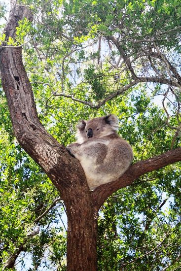 Hier war noch nichts von dem kleinen Koala zu sehen...