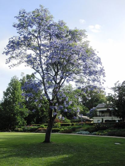 Royal Botanic Gardens
...in diesem wunderschön blühenden Baum...