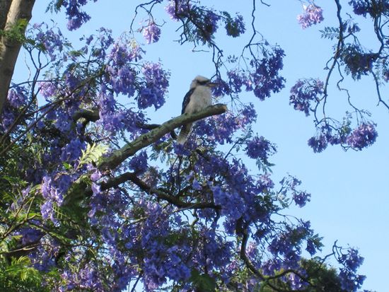 ...habe ich endlich den lachenden Hans vor die Linse bekommen (Kookaburra)