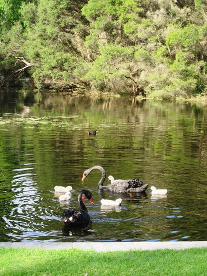 die schwarzen Schwäne in den Royal Botanic Gardens