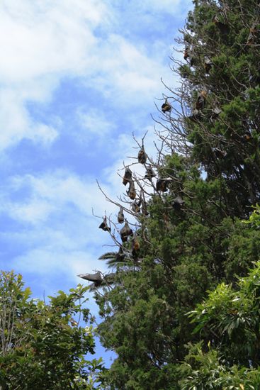 Flying Foxes