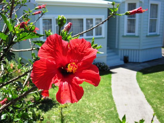 Hibiskus in Devonports Vorgärten