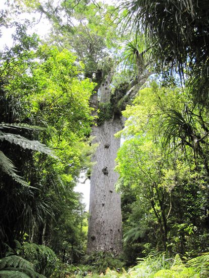 Tane Mahuta