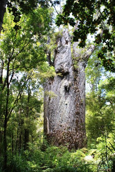 Te Matua Ngahere